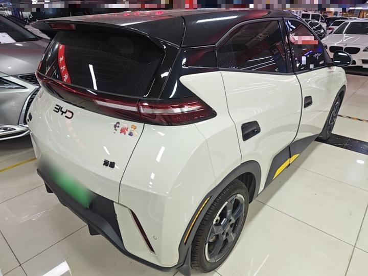 Seagull 2023 photo 4