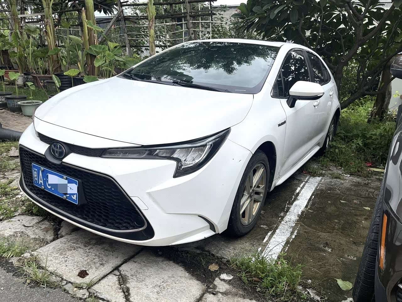 Levin 2022 Hybrid 1.8H E-CVTLuxury