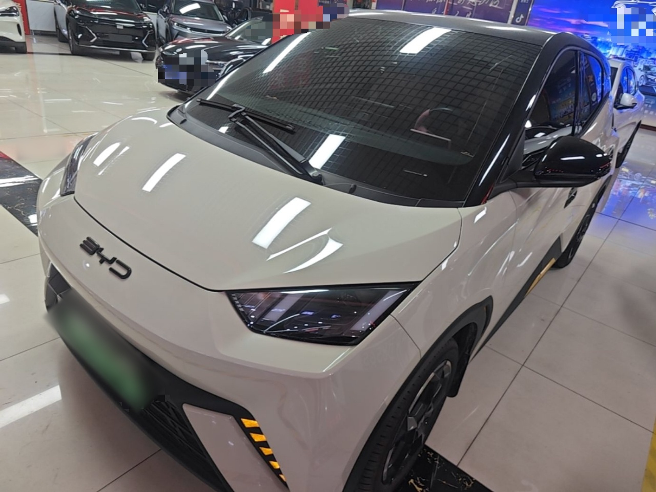 Seagull 2023