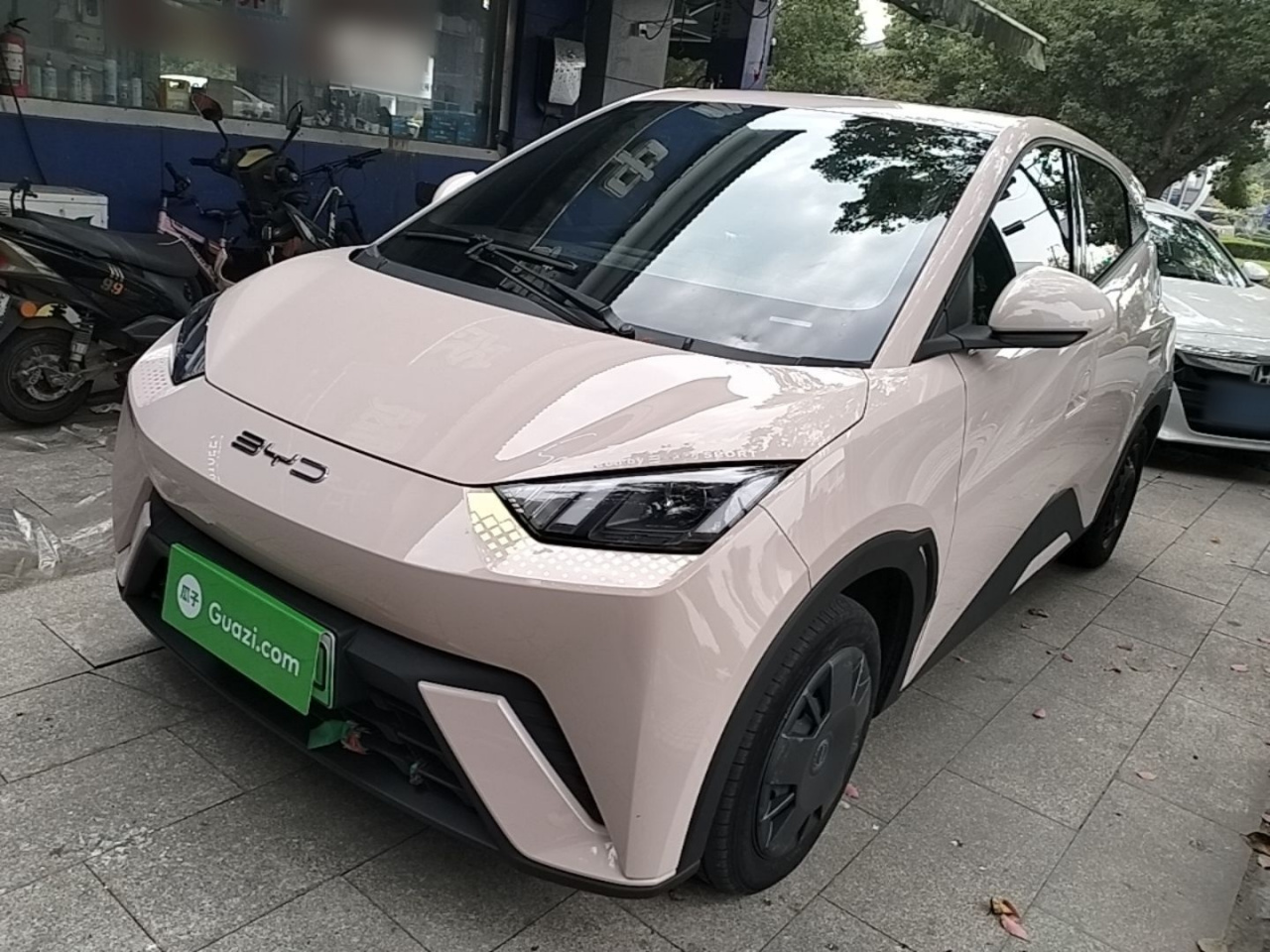 Seagull 2023