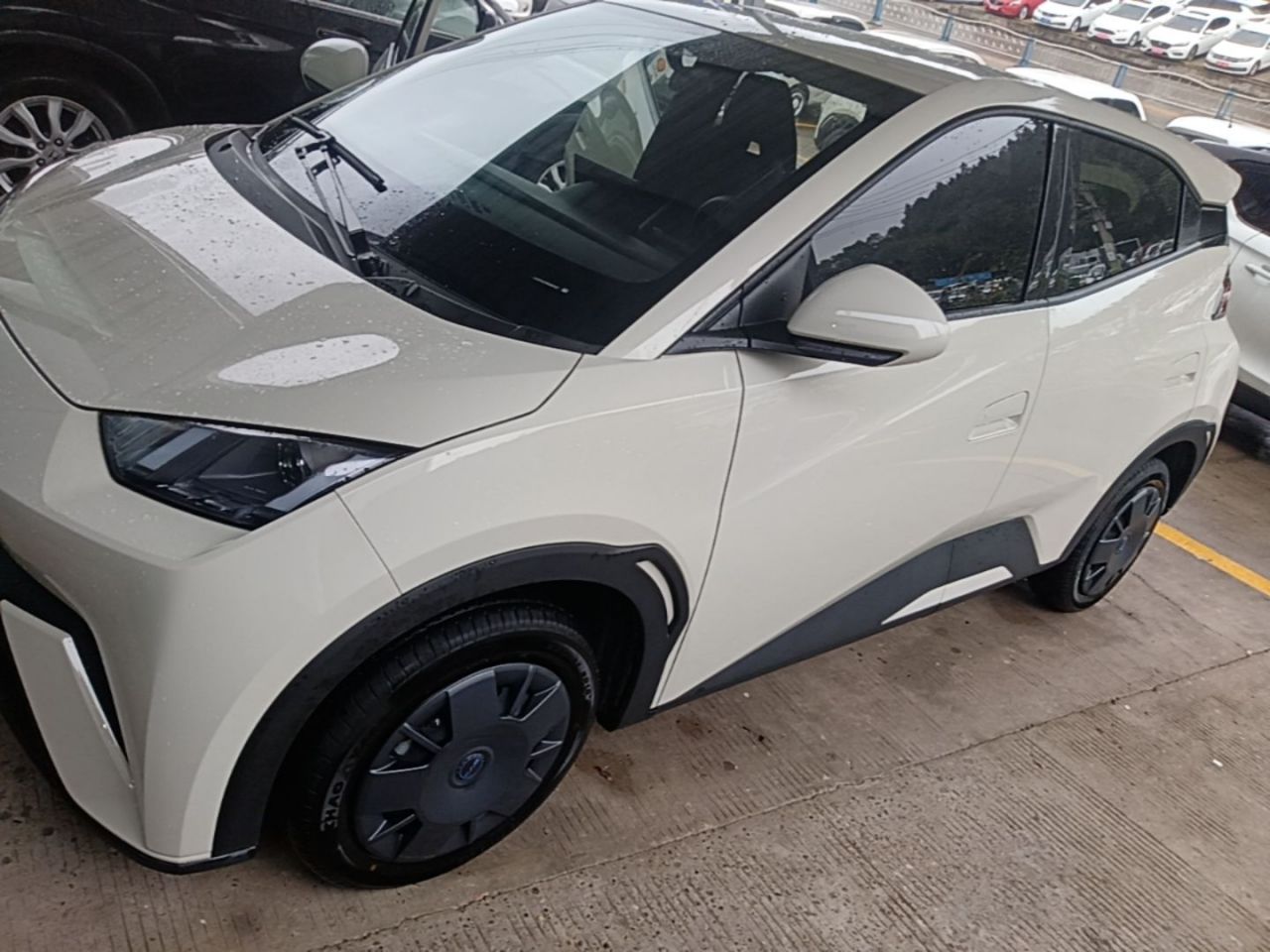 Seagull 2025 305km